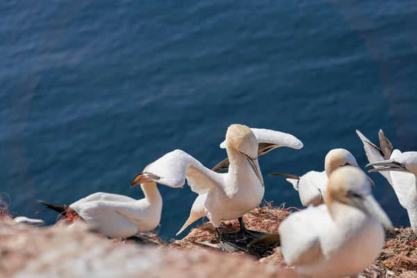 新鮮な色で海の上の急な崖の端に多くの鳥と巨大な北の惑星のコロニー 鳥類学旅行と観光地 — ストック写真