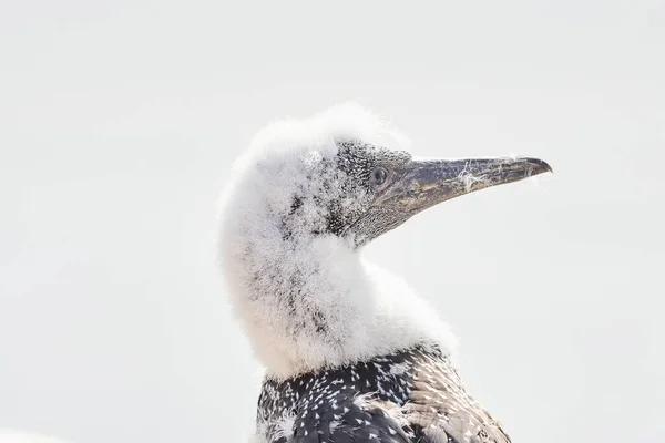 Nahaufnahme Eines Weichen Flauschigen Jungen Weißen Nördlichen Gannets Kükenkopfes Insel — Stockfoto