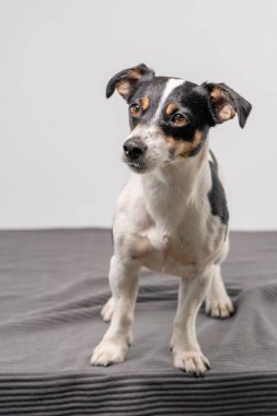 Genç, kahverengi, siyah ve beyaz Jack Russell Terrier bir stüdyoda poz veriyor, tüm vücut, kopyalama alanı.