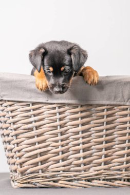 Beyaz bir arka planda izole edilmiş hasır sepette duran sevimli bir Jack Russel Terrier yavrusunun portresi..