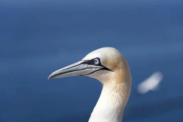 Oiseau Sauvage Dans Nature Morus Bassanus Gannet Nord Sur Île — Photo