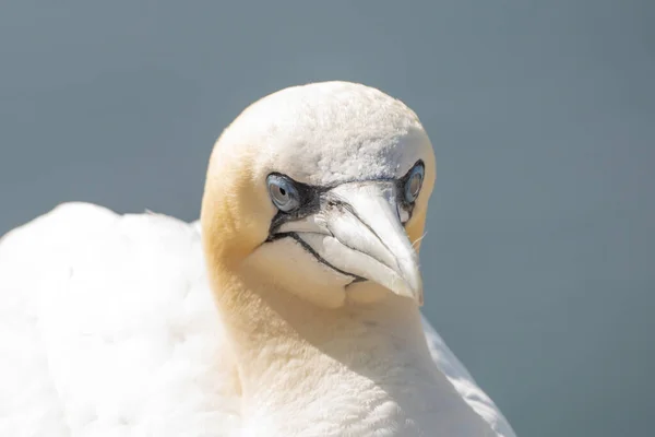 Jeden Dziki Ptak Wolności Morus Bassanus Północny Gannet Wyspie Helgoland — Zdjęcie stockowe