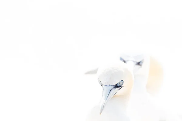 Bir Çift Kuzey Sümsük Kuşu Sula Bassana Nın Portresi Yumuşak — Stok fotoğraf