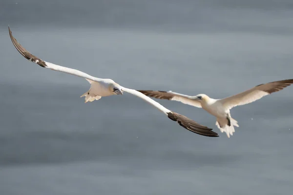 Dva Bílé Žluté Gannety Létají Obloze Modré Šedé Moře Pozadí — Stock fotografie