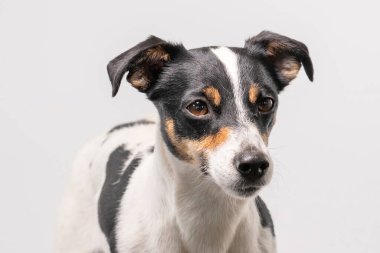 Kahverengi, siyah ve beyaz Jack Russell Terrier beyaz arka planda, sadece kafası.