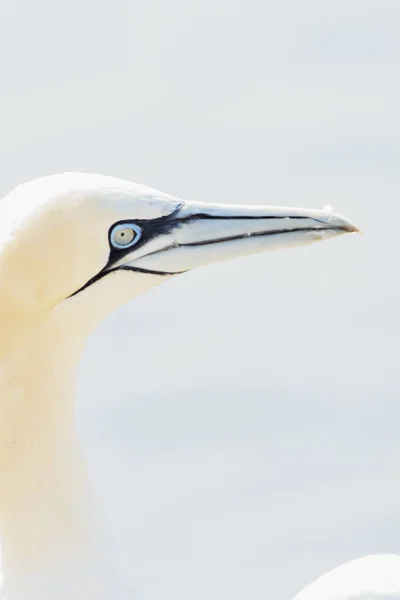Ett Vilt Fågelhuvud Det Vilda Morus Bassanus Norra Gannet Helgoland — Stockfoto