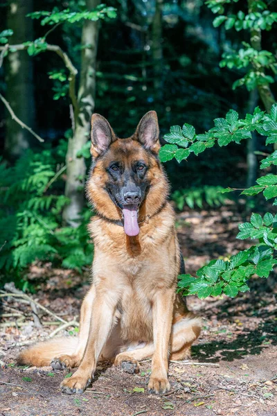 Perro Pastor Alemán Marrón Macho Sienta Bosque Arena Lengua Sobresaliendo — Foto de Stock