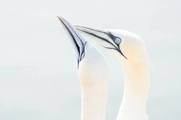 Zacht Licht Zijn Twee Northern Gannets Welkom Landing Zacht Licht — Stockfoto