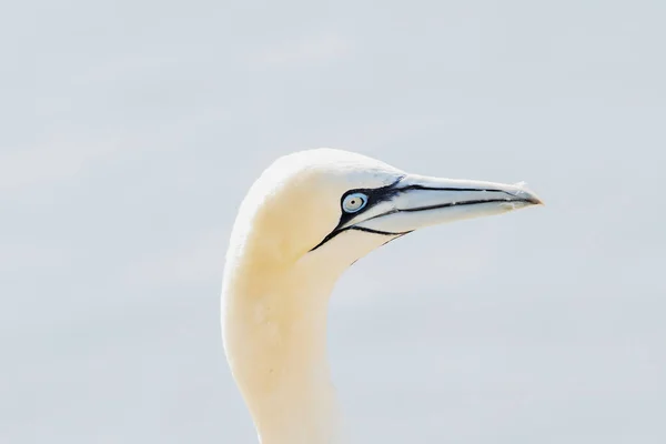 Une Tête Oiseau Sauvage Dans Nature Morus Bassanus Gannet Nord — Photo