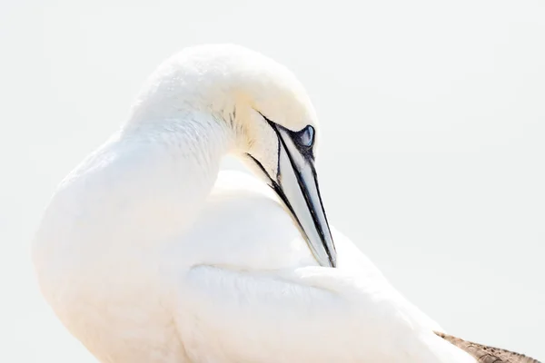 Vild Fågel Det Vilda Norra Gannet Helgoland Nordsjön Tyskland High — Stockfoto