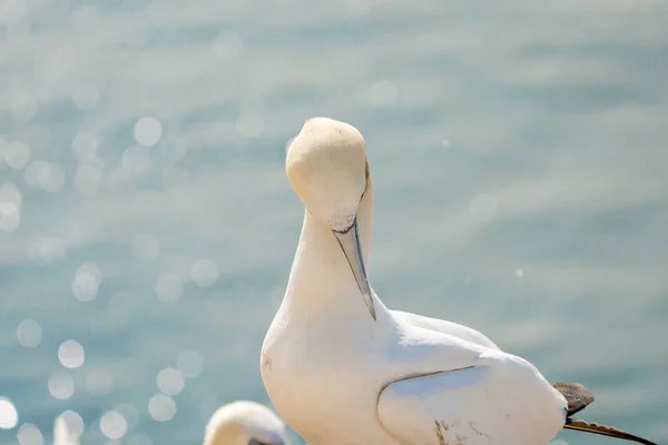 Vahşi Bir Kuş Başı Morus Bassanus Kuzey Sümsük Kuşu Almanya — Stok fotoğraf