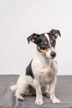 Genç, kahverengi, siyah ve beyaz Jack Russell Terrier stüdyoda poz veriyor, köpek doğrudan kameraya bakıyor, uzayı kopyalıyor..