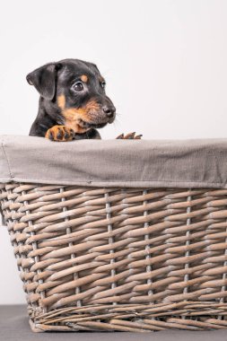 Beyaz bir arka planda izole edilmiş hasır sepette duran sevimli bir Jack Russel Terrier yavrusunun portresi..