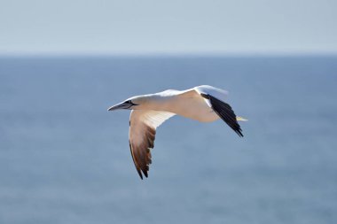 Gökyüzünde tek bir beyaz ve sarı sümsük kuşu uçar. Arka planda mavi, gri deniz..