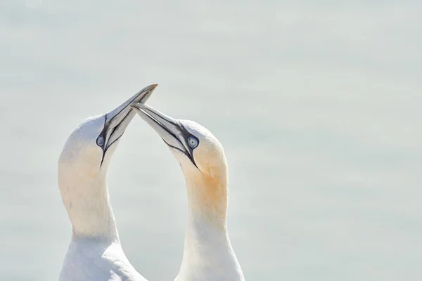 Luce Soffusa Due Northern Gannets Sono Benvenuti Dopo Atterraggio — Foto Stock
