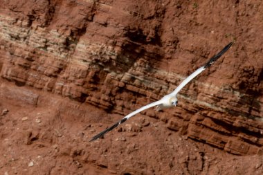 Tek bir beyaz ve sarı sümsük kuşu, arka planda koyu bir kayayla gökyüzünde uçar..