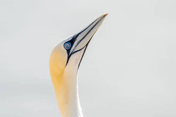 Vild Fågel Det Vilda Norra Gannet Helgoland Nordsjön Tyskland — Stockfoto