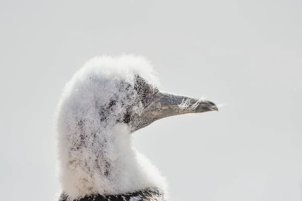 Zbliżenie Miękkiej Puszystej Głowy Pisklęcia Northern Gannet Wyspa Helgoland Niemcy — Zdjęcie stockowe