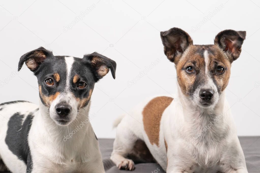 Two cheerful Jack Russell Terriers posing in a studio, in full length, on a gray blanket.