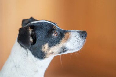Kahverengi, siyah ve beyaz Jack Russell Terrier köpeği, vücudun bir parçası, çok renkli bir arka plana karşı, boşluğu kopyala.