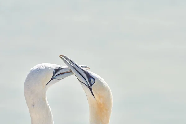 Luz Suave Dos Cabezas Los Gannets Del Norte Dan Bienvenida —  Fotos de Stock