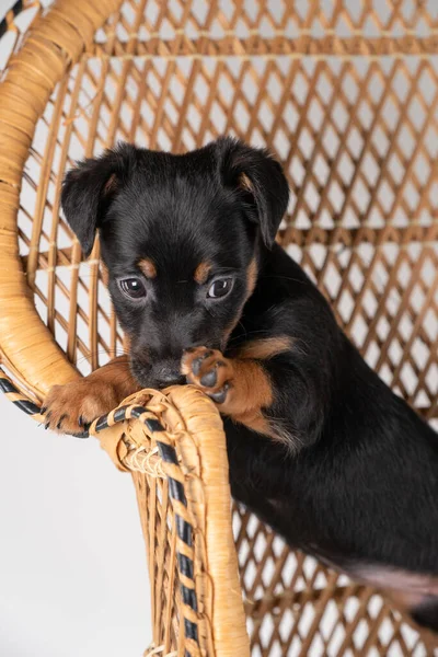 Porträt Eines Niedlichen Jack Russel Terrier Hundes Der Auf Einem — Stockfoto