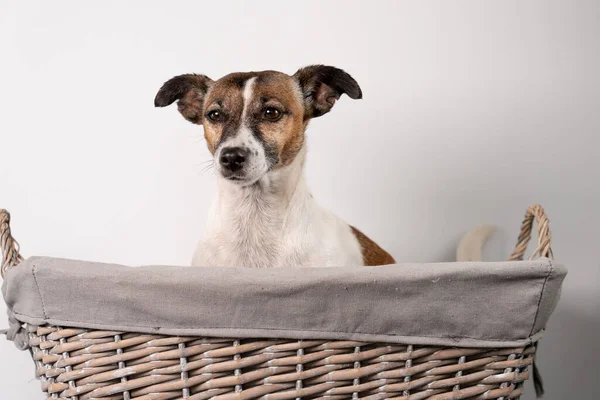 Marrón Blanco Negro Jack Russell Terrier Posando Canasta Mimbre Medio — Foto de Stock