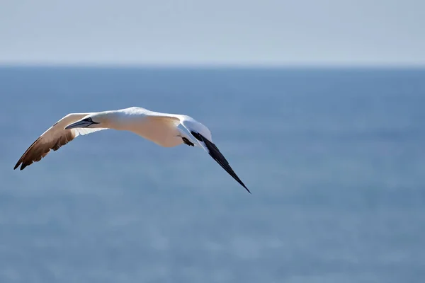 Single White Yellow Gannet Flies Sky Blue Gray Sea Background — Stock Photo, Image
