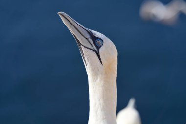 Vahşi bir kuş başı, Morus Bassanus, Kuzey Sümsük kuşu Almanya 'nın Kuzey Denizi' ndeki Heligoland adasında. Arka planda mavi deniz.