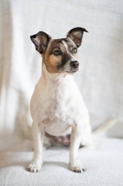 Kahverengi, siyah ve beyaz yaşlı Jack Russell Terrier tüm vücuduyla bir sandalyede oturuyor..