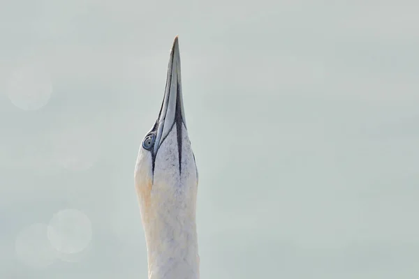 Een Wilde Vogelkop Het Wild Morus Bassanus Noord Gannet Het — Stockfoto