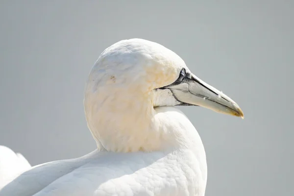 Jeden Dziki Ptak Wolności Morus Bassanus Północny Gannet Wyspie Helgoland — Zdjęcie stockowe