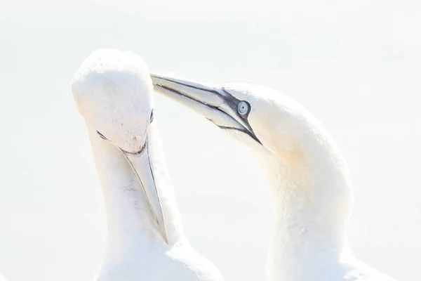 Retrato Pareja Gannet Del Norte Sula Bassana Dos Pájaros Les —  Fotos de Stock