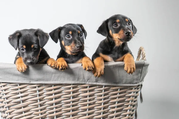 Porträt Von Drei Entzückenden Jack Russel Terrier Welpen Einem Weidenkorb — Stockfoto