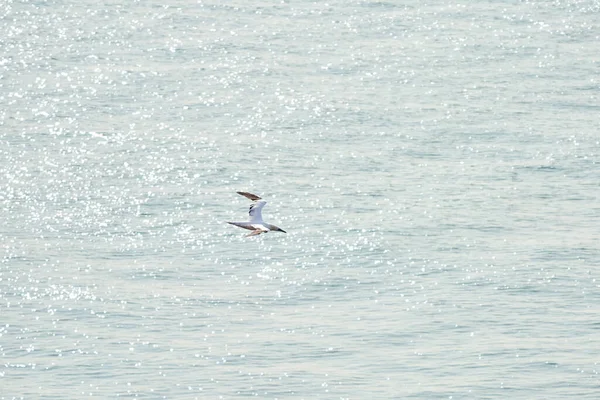 Une Seule Ganière Blanche Jaune Vole Dessus Mer Soleil Brille — Photo