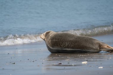 Plajda yatan foka vitulina, arka planda deniz, Helgoland, Almanya.