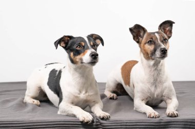 İki neşeli Jack Russell Terrier, stüdyoda poz veriyorlar, tam uzunlukta, gri bir battaniyenin üzerinde..