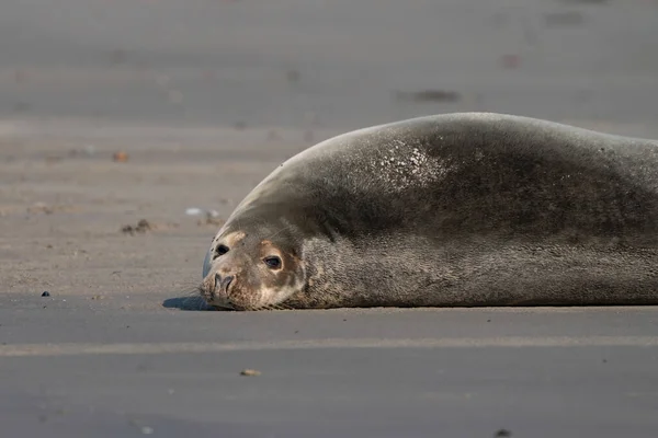 Common Seal Phoca Vitulina Lying Beach Helgoland Germany — стоковое фото