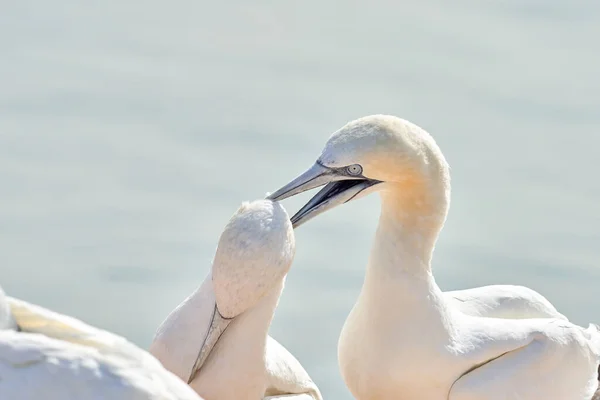 Duas Cabeças Northern Gannet Bem Vindas Após Desembarque — Fotografia de Stock