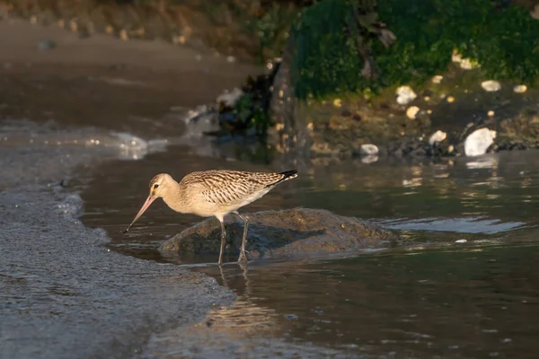 Nahaufnahme Einer Uferschnepfe Limosa Limosa Watvögel Vogel Läuft Meer — Stockfoto