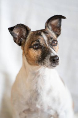 Kahverengi, siyah ve beyaz yaşlı Jack Russell Terrier sandalyede, yarı vücut..