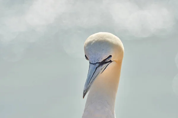 Uma Cabeça Pássaro Selvagem Natureza Morus Bassanus Northern Gannet Ilha — Fotografia de Stock