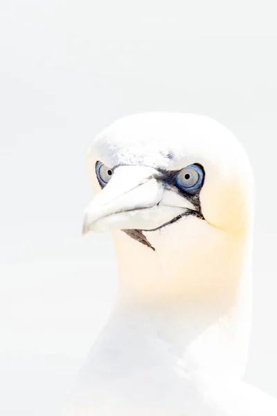 Een Wilde Vogel Het Wild Noord Gannet Het Eiland Helgoland — Stockfoto