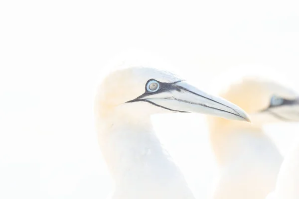 Porträt Eines Paares Von Nördlichen Gannets Sula Bassana Zwei Vögel — Stockfoto