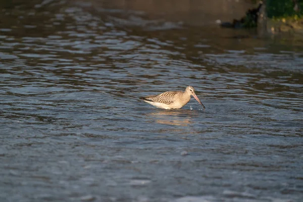 Närbild Svart Tailed Gudwit Limosa Vadare Fågel Går Havet — Stockfoto