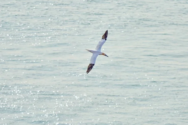 Une Seule Ganière Blanche Jaune Vole Dessus Mer Soleil Brille — Photo