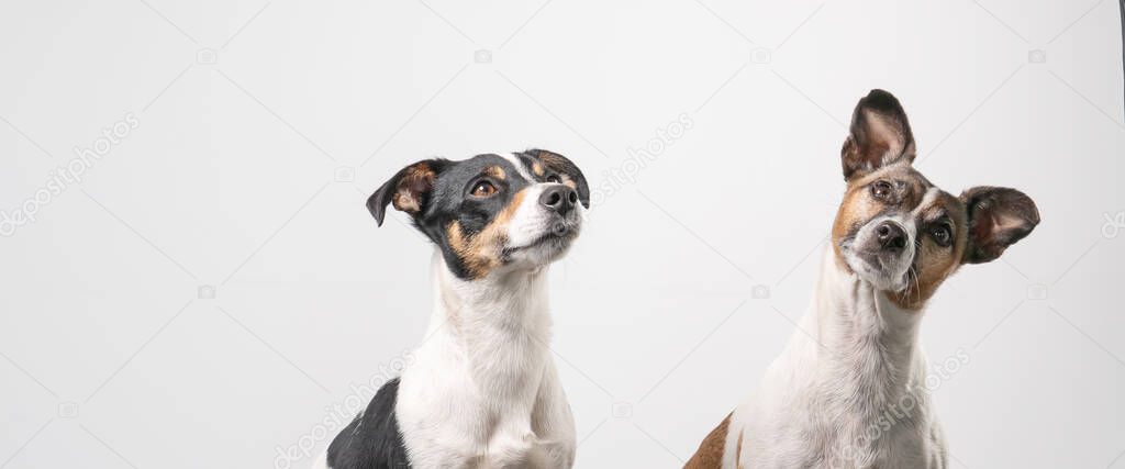 Two brown, black and white Jack Russell Terrier heads, copy space, banner or social media.