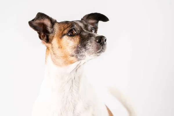 Kahverengi Siyah Beyaz Jack Russell Terrier Sepeti Içinde Poz Veriyor — Stok fotoğraf