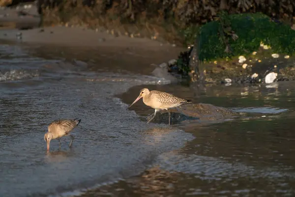 Detailní Záběr Černoocasého Bohyně Limosa Limosa Brodící Ptáky Vodě Selektivní — Stock fotografie