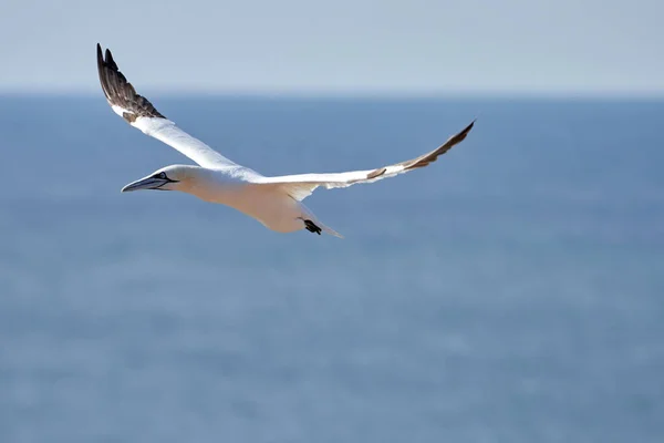 Een Enkele Witte Gele Gannet Vliegt Door Lucht Blauwe Grijze — Stockfoto